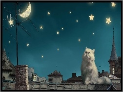 Gwiazdy, Kot perski, Noc